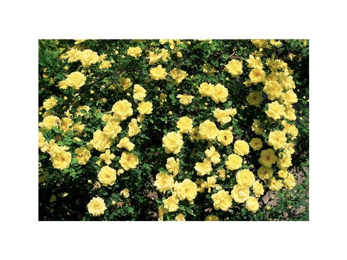 2471 rosa yellow the fairy