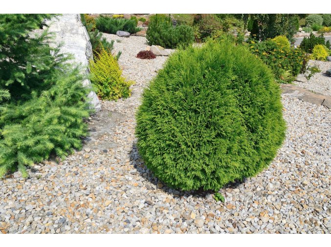 tiny tim profimedia 0658204609