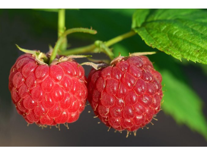 raspberries 3454504 1920