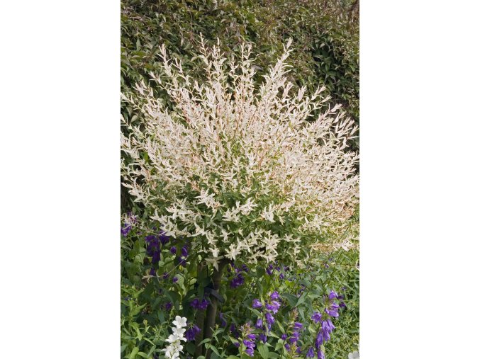 TARKALEVELŰ JAPÁN FŰZ "HAKURO - NISHIKI"  - fa