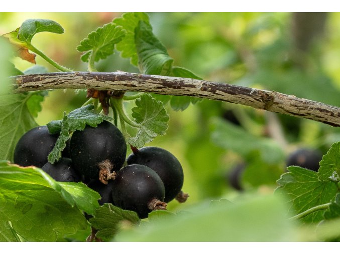 jostaberry 4357569 1920