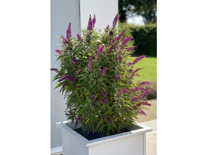 Buddleja Davidii Butterfly© Tower magenta