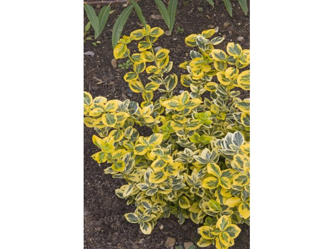 Brslen Esmerald Gold