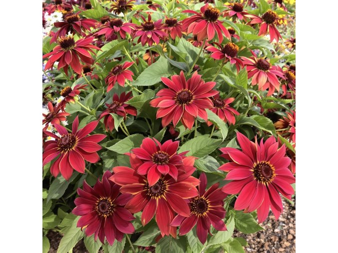 Rudbeckia Cherry Brandy