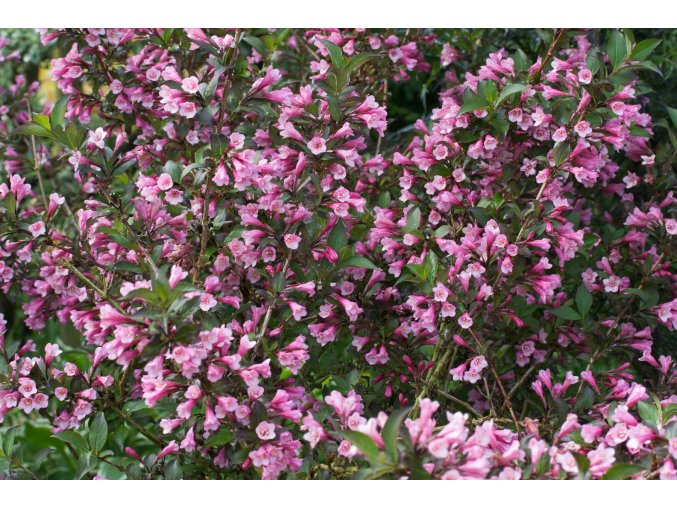 Vajgélie Purpurea
