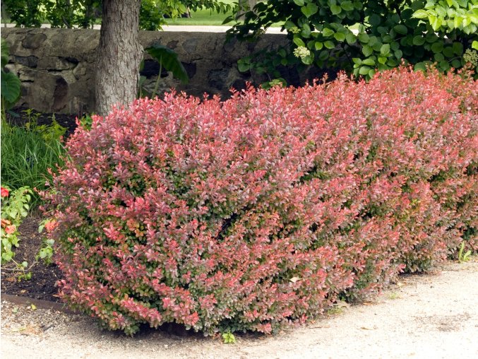 Dršťál Atropurpurea