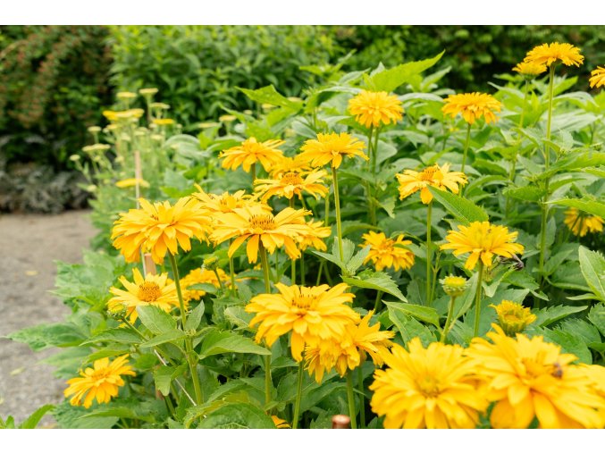 Janeba drsná Summer Sun