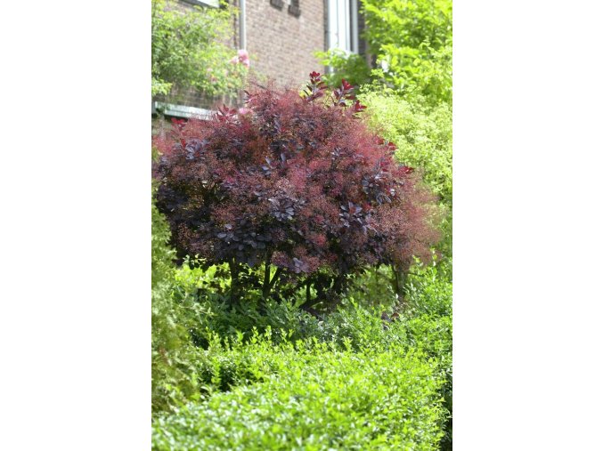 Ruj vlasatá Royal Purple