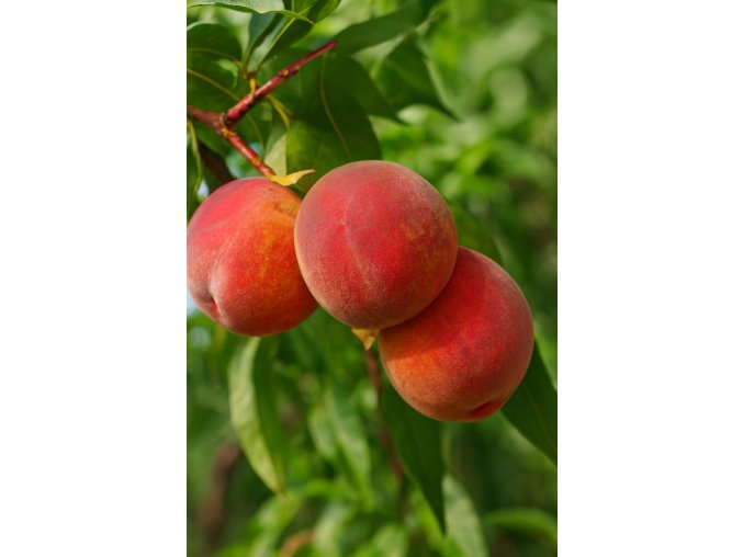 Broskvoň Early Redhaven