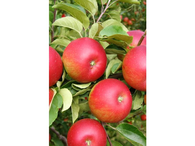 Jabloň Rubín