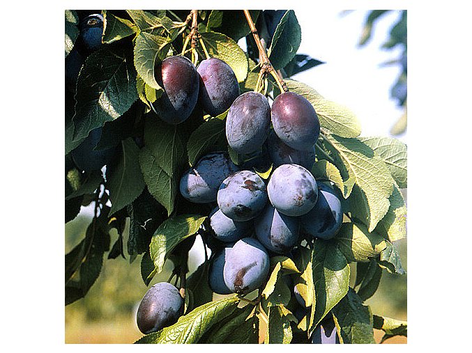 Švestka domácí velkoplodá