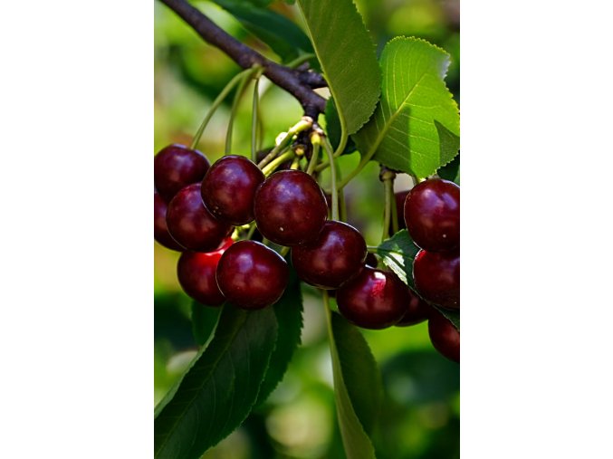 Višeň ERDI BÖTERMO