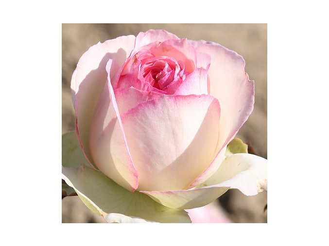 Sadová (pnoucí) růže Eden Rose