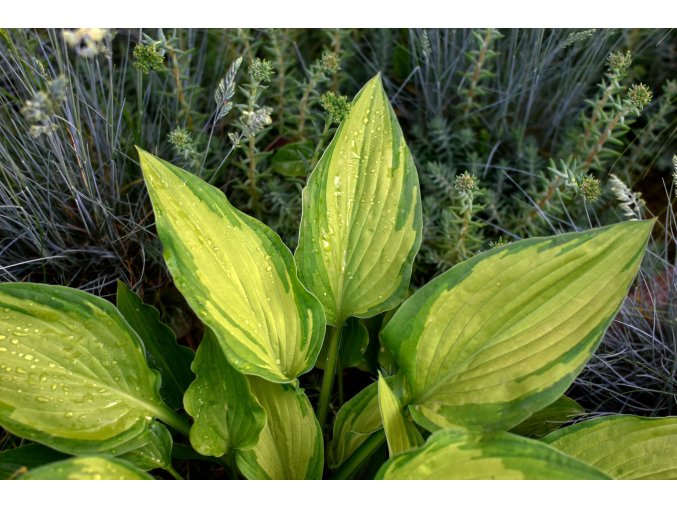 Hosta Golden Meadows