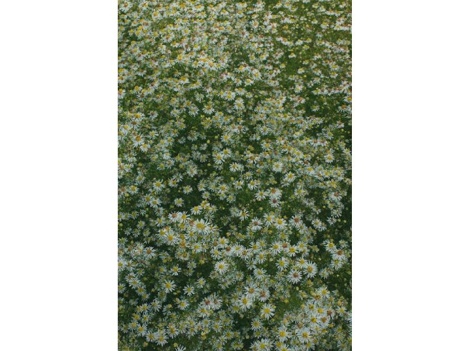 Astra Golden Spray