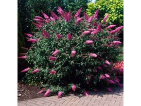 butterflybush pink1 400 01 1024x1024