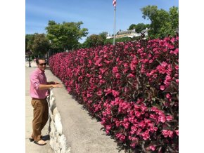 weigela ruby queen