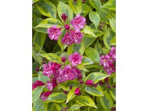 weigela florida brigela profimedia 0079728115