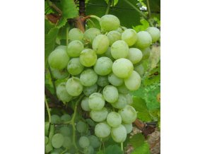 Vitis vinifera jalovenskij