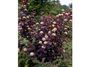 physocarpus atropurpurea