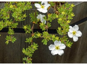 abbotswood potentilla 169890 1920