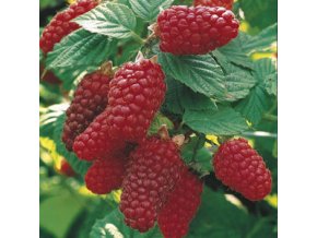 5 Tayberry