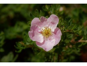 potentilla 5251831 1920