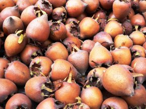 medlar 193641 1920