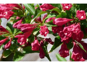 weigela 5142059 1920