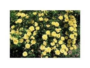 2471 rosa yellow the fairy