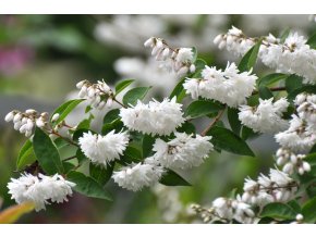 iStock 1415657150 Deutzia Pride of Rochester