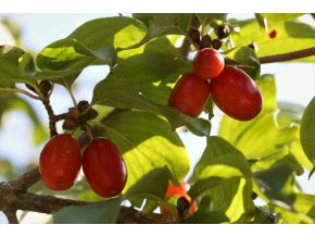 cornus mas pixa
