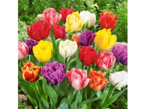 3679 tulipán plnokvete