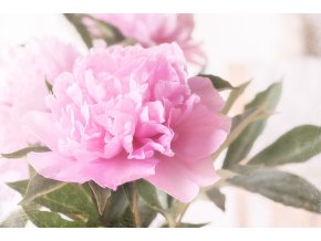 peony edulis 3493240 1280