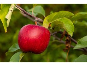 Malus red topaz profimedia 0766211621