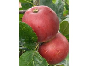 malus melodie2 profimedia 0081353241