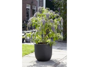 wisteria lane visi165519