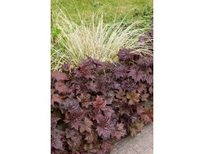 heuchera palace purple profimedia 0081173059