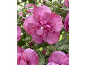 Hibiszkusz "Magenta Chiffon"