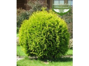 thuja occidentalis golden globe