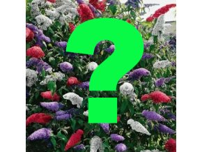Buddleja DUO