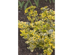 Brslen Esmerald Gold