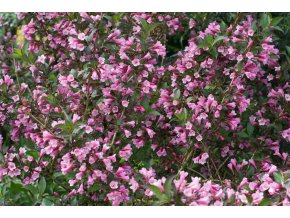 Vajgélie Purpurea