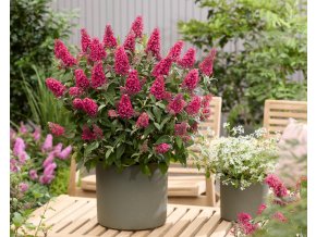 Buddleja Bubblegum