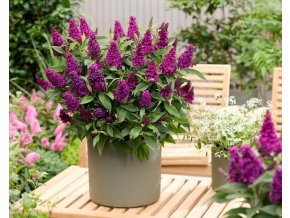 Buddleja Magenta