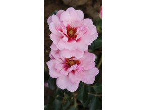 Perská růže Bright Eyes