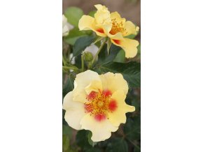 Perská růže Eye of the Tiger