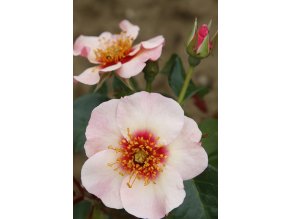 Perská růže Eyes on me