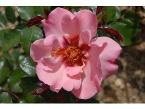 Perská růže For your eyes only