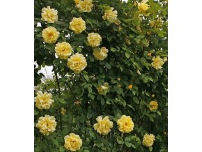 Pnoucí růže Goldstern